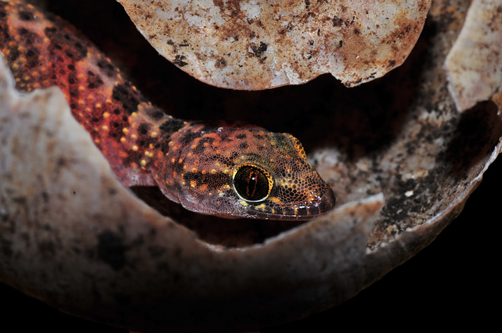 Hemidactylus turcicus